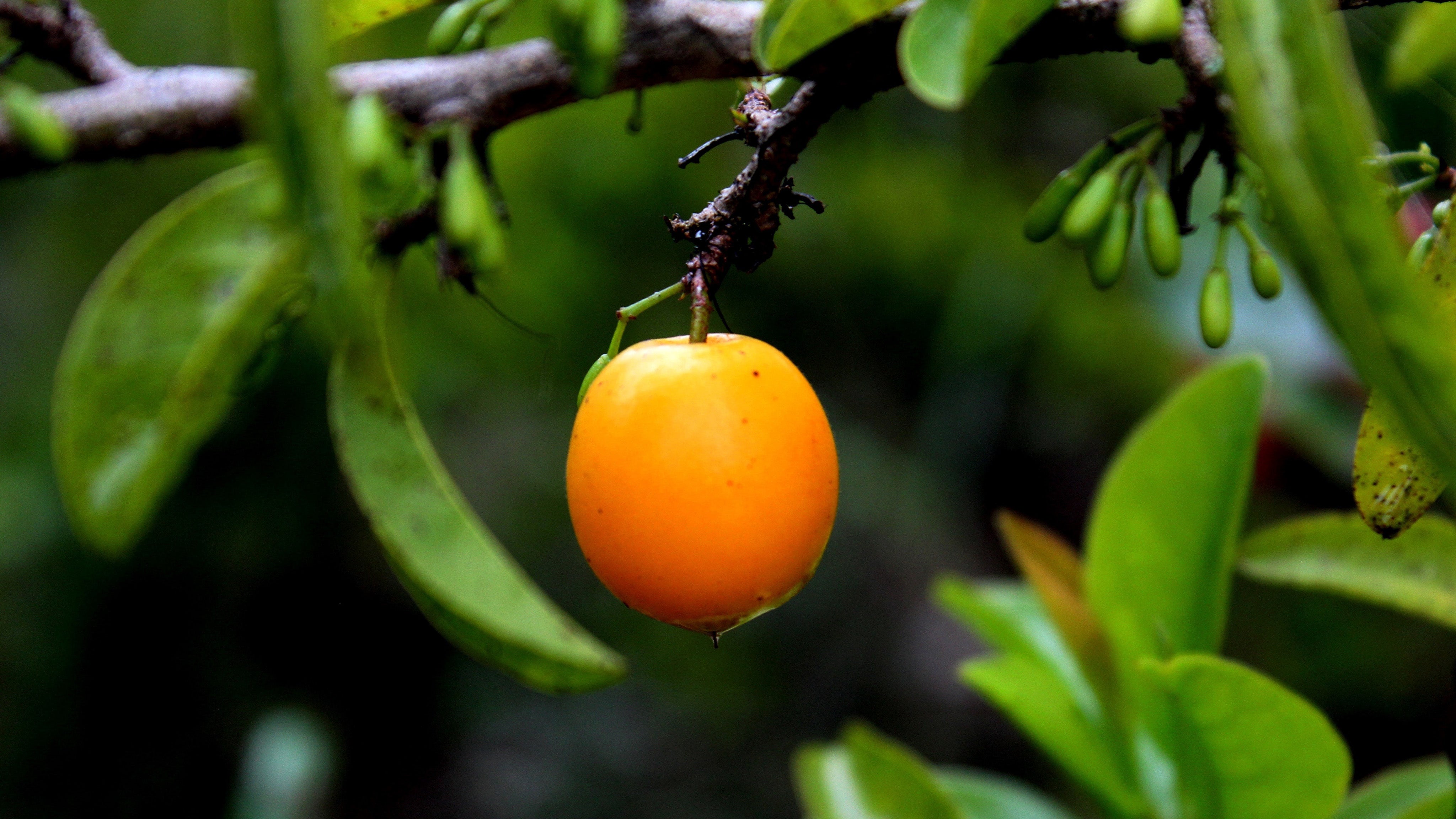 Ximenia Americana Seed Oil Biotaderm ximenia-americana-seed-oil-biotaderm