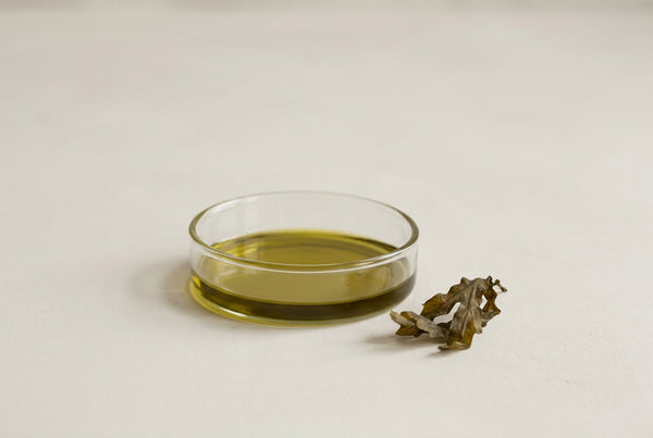 Bladderwrack, the Atlantic brown seaweed that gives the range its coastal character.