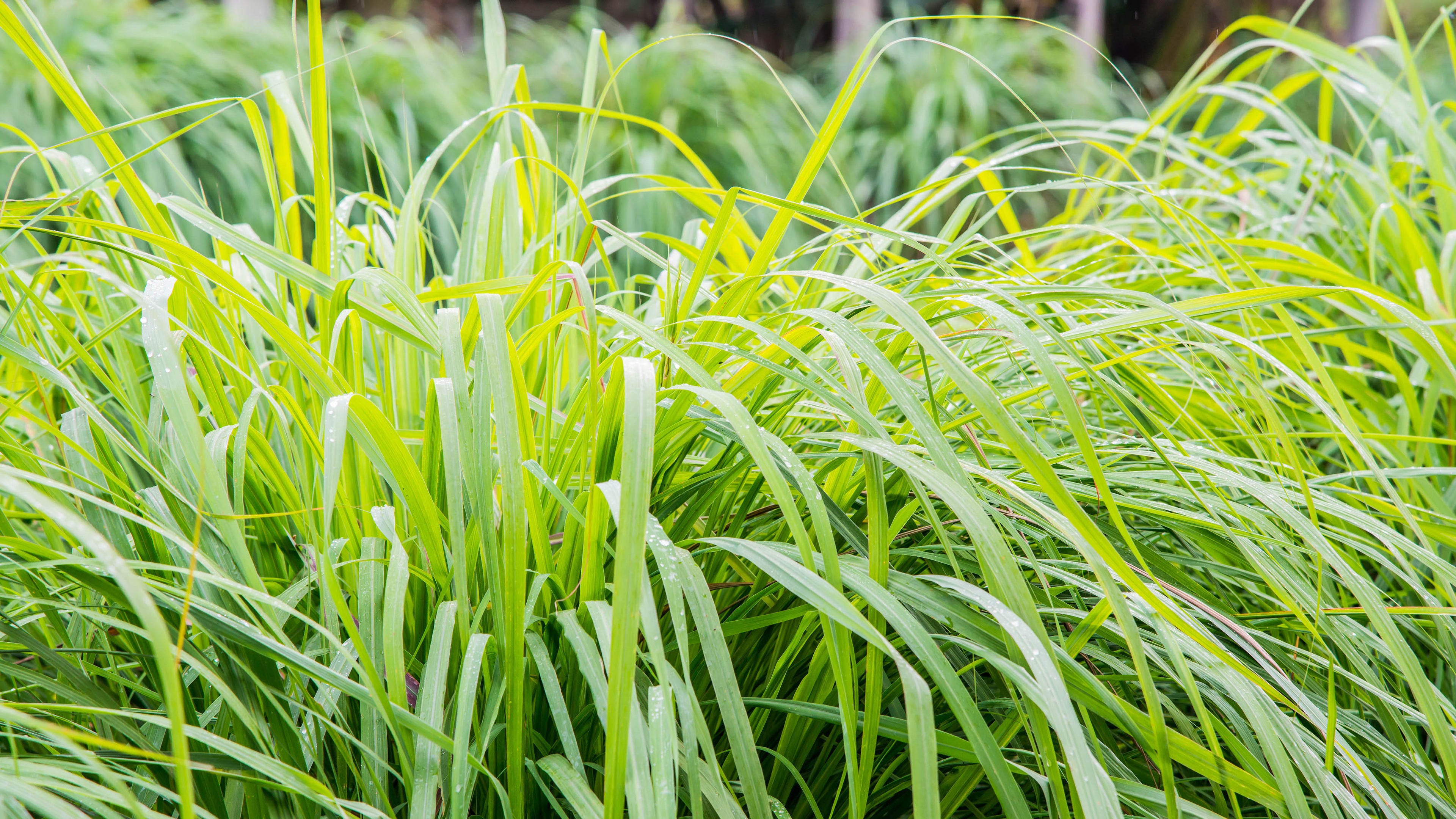 Vetiveria Zizanoides (Vetiver) Root Oil