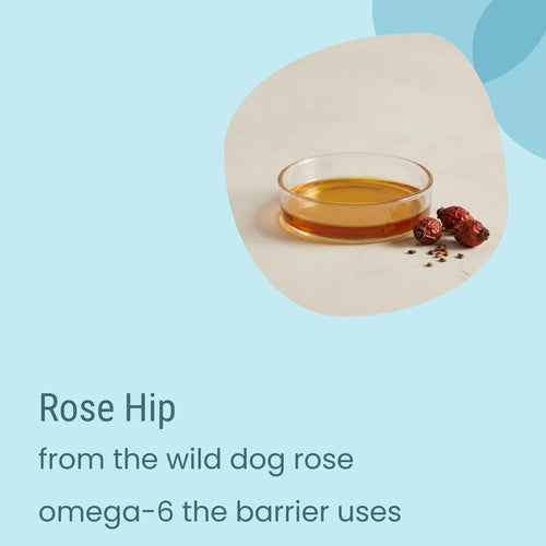 A jar of Biotaderm Core Balanced Everyday Moisturiser rests beside dried rose hips and seeds on a light surface, with text highlighting its nourishing omega-6-rich plant oils that support balanced, healthy skin.