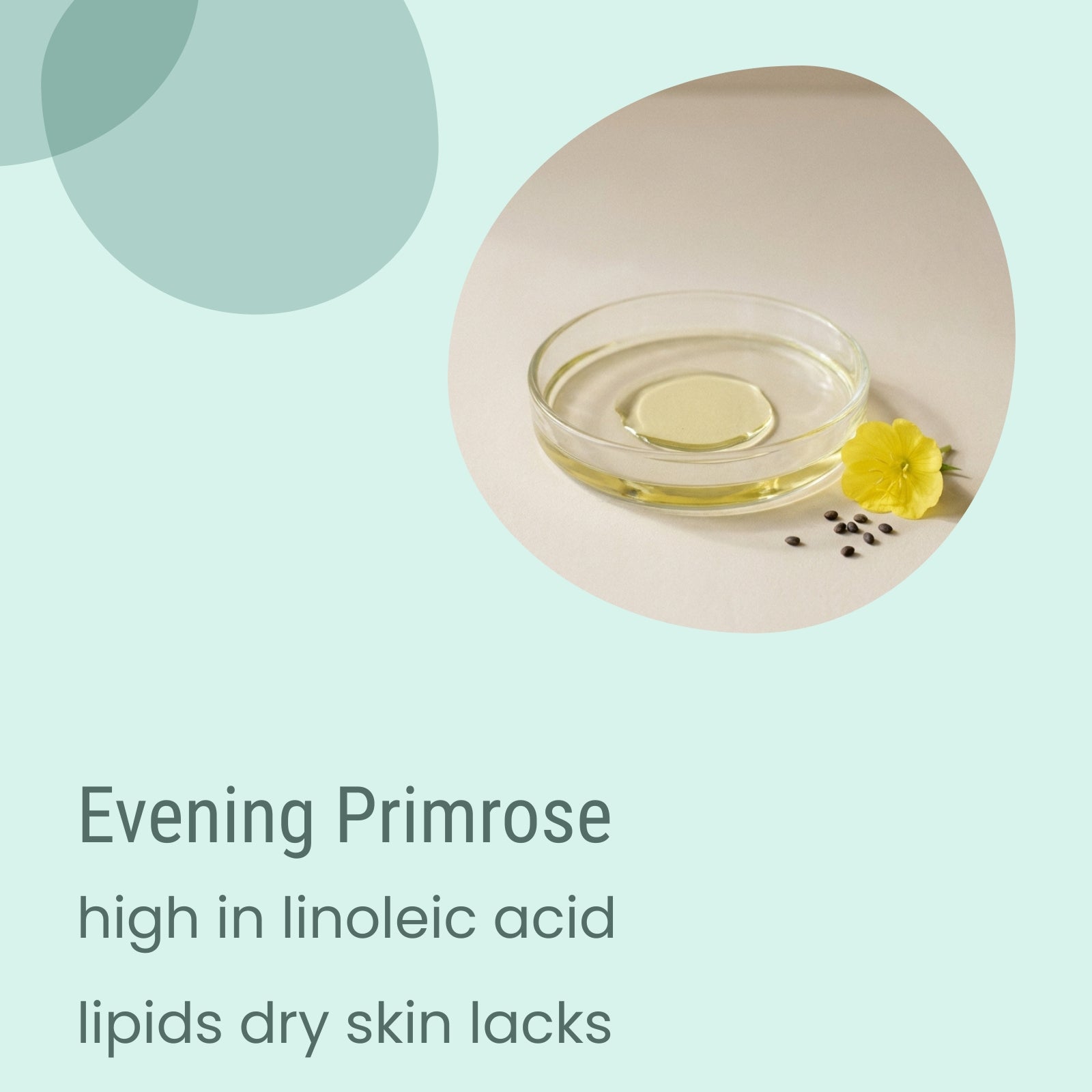 A glass dish with evening primrose oil, a yellow flower, and seeds on a light surface. Text reads: “Biotaderm Core Dry Sensitive Everyday Moisturiser—formulated with evening primrose plant oil, high in linoleic acid lipids, ideal for dry sensitive skin.”.