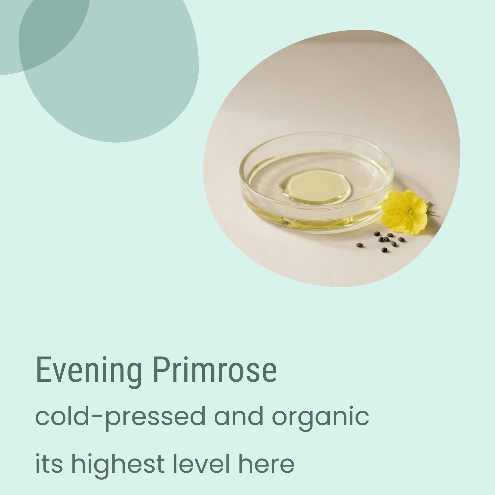 A glass dish containing cold-pressed, organic evening primrose oil, a yellow evening primrose flower, and scattered seeds rests on a light surface. Text highlights how Biotaderm’s Deep Dry Sensitive Rich Moisturiser harnesses the nourishing benefits of plant oils to care for dry skin.