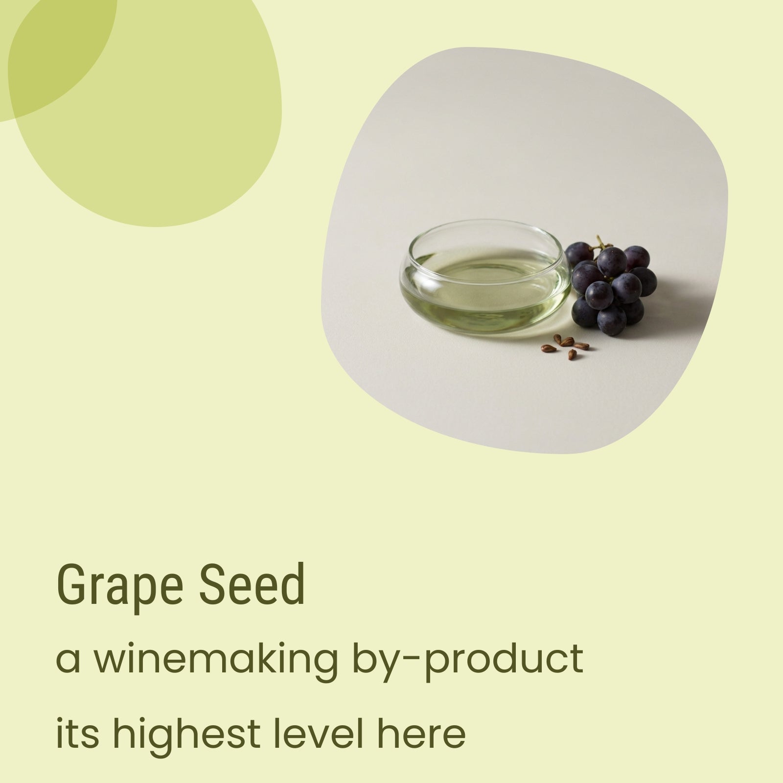 A small glass bowl of oil, a cluster of grapes, and grape seeds on a light surface with the text “Deep Oily Rich Moisturiser by Biotaderm—a winemaking by-product at its highest quality.” Renowned for its rich texture yet lightweight feel among plant oils, this moisturiser is especially suitable for those with oily skin.