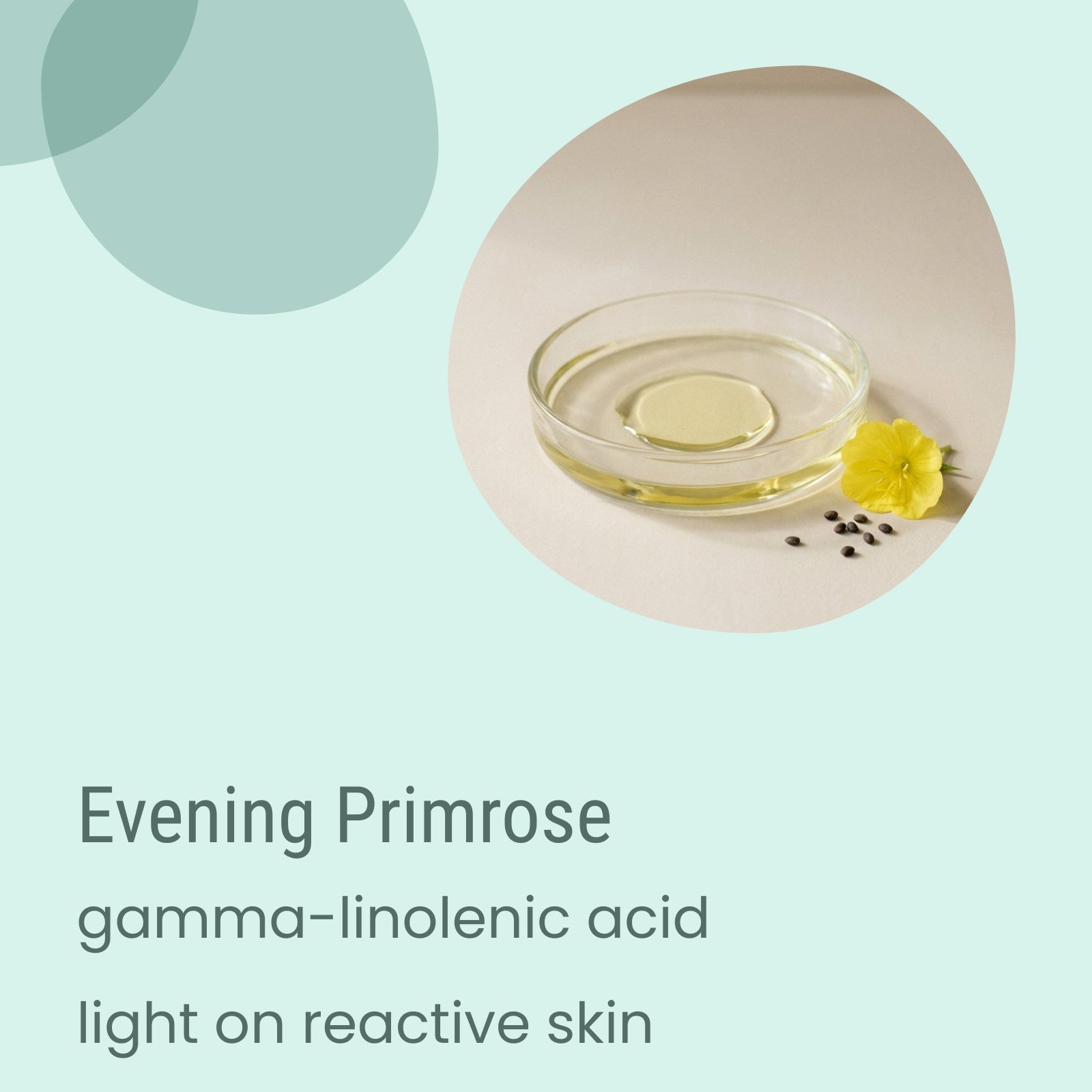 A glass dish with evening primrose oil, a yellow flower, and seeds on a light surface. Text: “Biotaderm Flow Dry Sensitive Light Moisturiser—featuring plant oils rich in gamma-linolenic acid from evening primrose, gentle on reactive skin and ideal for dry, sensitive complexions.”.