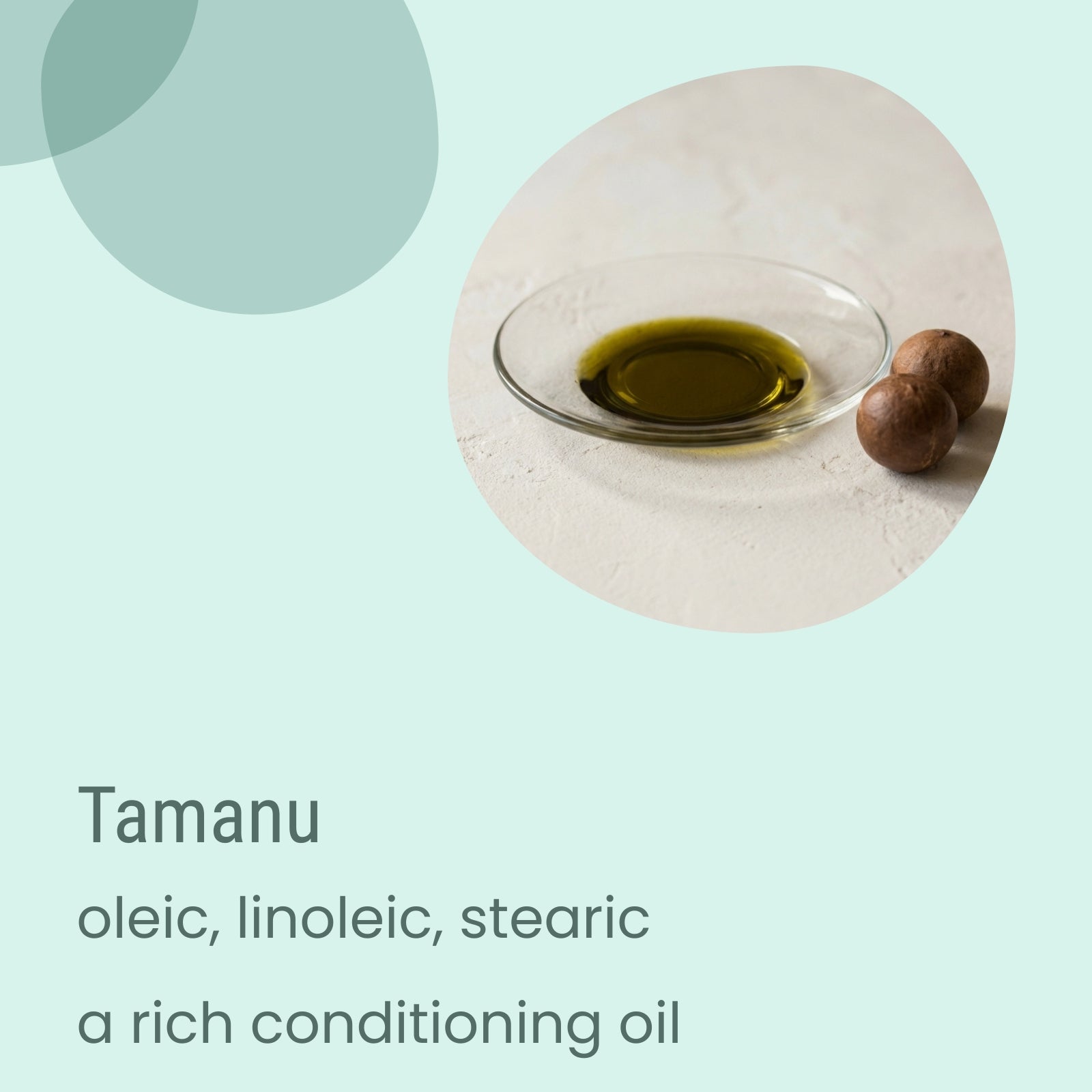 A shallow glass dish filled with greenish oil and accompanied by two round brown nuts on a light surface, labeled Deep Dry Sensitive Rich Moisturiser by Biotaderm, described as a rich conditioning plant oil blend with oleic, linoleic, and stearic acids—ideal for nourishing dry skin.