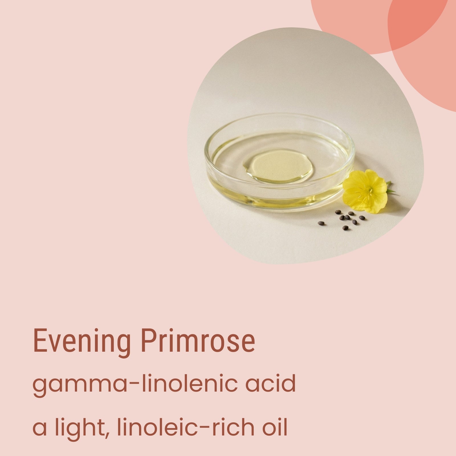A glass dish containing evening primrose oil, accompanied by a yellow flower and seeds, sits on a light surface. Text describes Flow Dry Light Moisturiser by Biotaderm as featuring gamma-linolenic acid — a lightweight, linoleic-rich plant oil commonly used to moisturize dry skin.