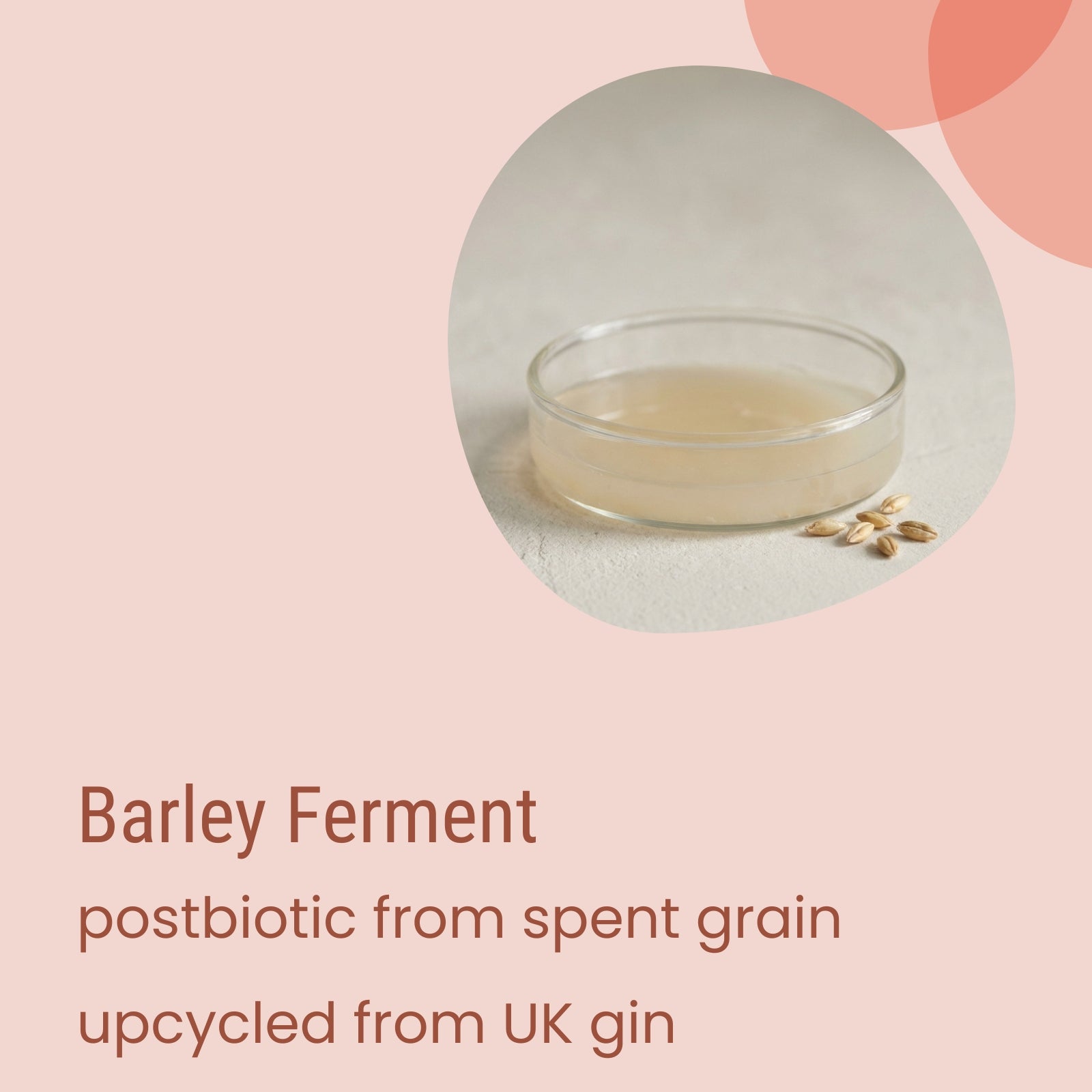A shallow glass dish containing a light liquid sits beside barley grains, showcasing Biotaderm’s Core Dry Everyday Moisturiser. This formula features a barley ferment postbiotic derived from UK gin spent grain, expertly upcycled to nourish and hydrate dry skin when used alongside plant oils.