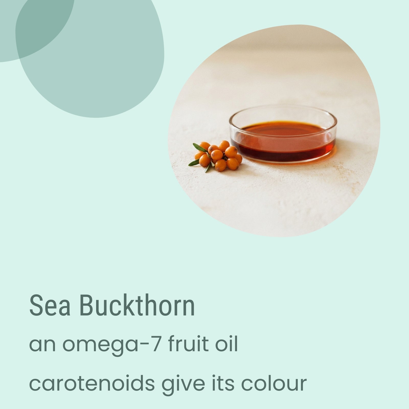 A small glass dish of deep orange sea buckthorn oil sits beside a cluster of sea buckthorn berries and leaves on a light surface. Text highlights the omega-7 and carotenoid content, emphasizing the nourishing benefits of Biotaderm’s Core Dry Sensitive Everyday Moisturiser for dry, sensitive skin.