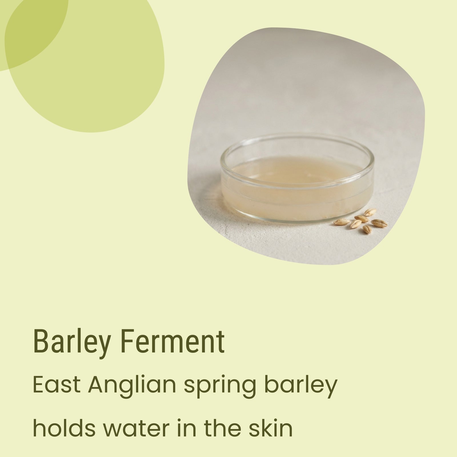 A small glass dish of barley ferment liquid sits beside a few barley grains on a light surface. Text reads: Barley Ferment—East Anglian spring barley holds water in the skin, making it ideal for Biotaderm’s Core Oily Everyday Moisturiser and especially beneficial for those with oily skin.