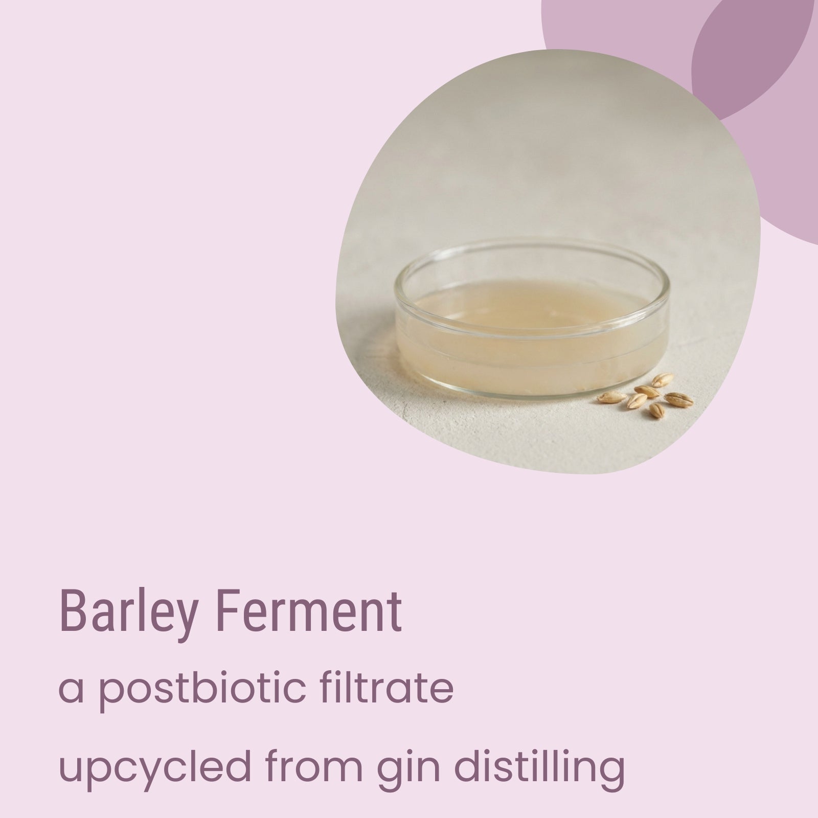 A shallow glass dish with barley ferment liquid sits next to barley grains on a light surface, accompanied by text describing Core Oily Sensitive Everyday Moisturiser by Biotaderm—an upcycled postbiotic filtrate from gin distilling, formulated for oily sensitive skin and ideal as a body moisturiser thanks to its nourishing blend of plant oils.