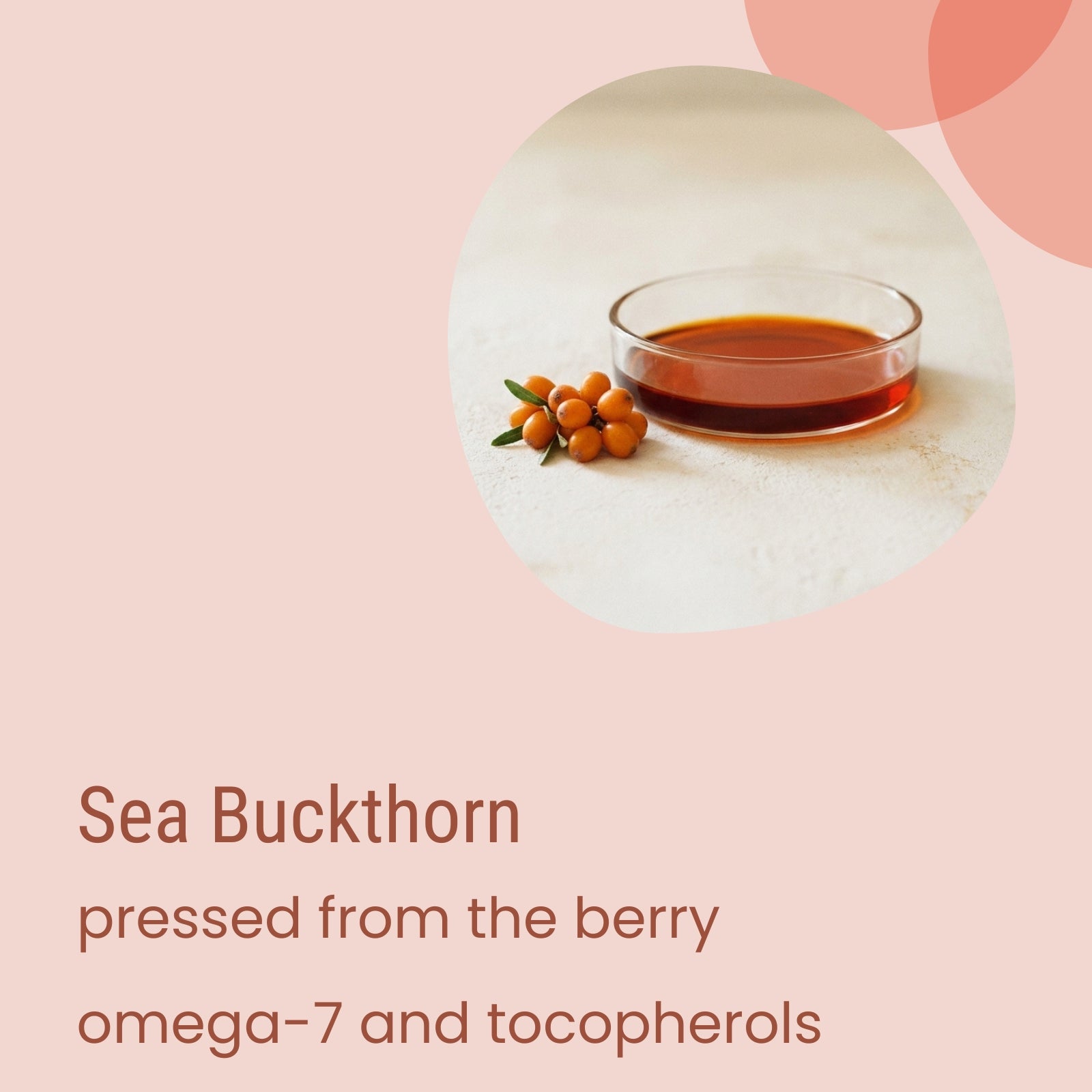 A glass dish of sea buckthorn oil beside sea buckthorn berries. Text reads: “Biotaderm Deep Dry Rich Moisturiser—pressed from the berry with omega-7 and tocopherols; a deeply moisturizing plant oil blend, ideal for dry skin.”.