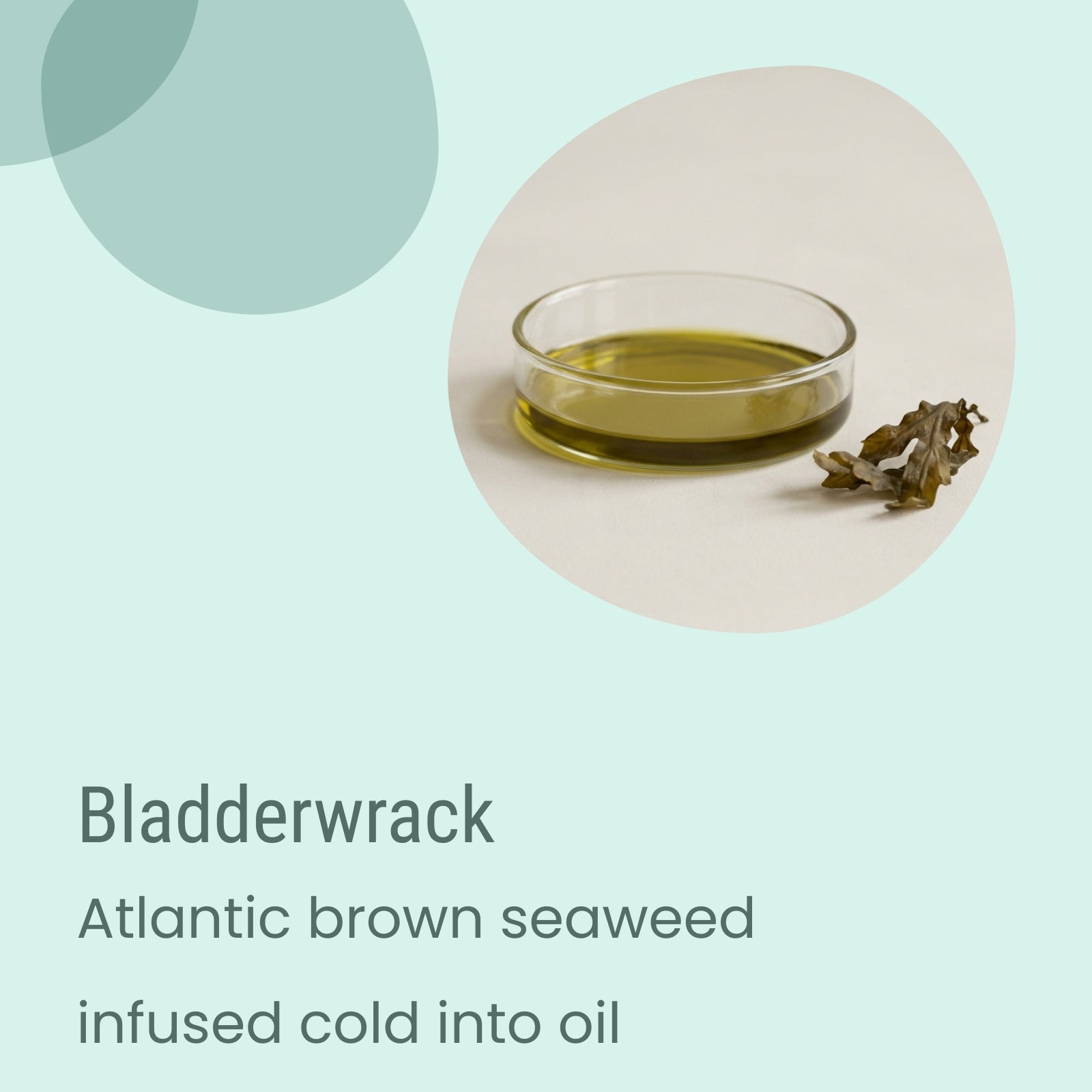 A small glass dish of yellow-green oil sits beside a piece of dried brown seaweed on a light surface, labeled as Biotaderm Deep Dry Sensitive Rich Moisturiser—an ideal remedy for dry skin.
