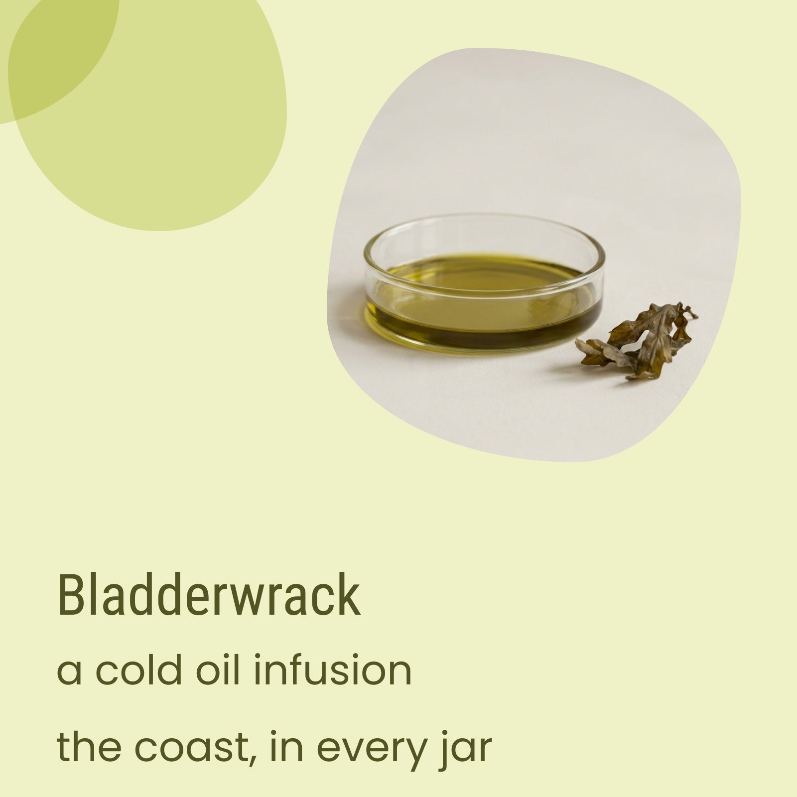 A glass dish displays greenish oil and a piece of dried seaweed on a light surface, alongside text describing Biotaderm’s Deep Oily Rich Moisturiser—a nourishing blend expertly crafted from plant oils, ideal for oily skin and known for their rich texture.