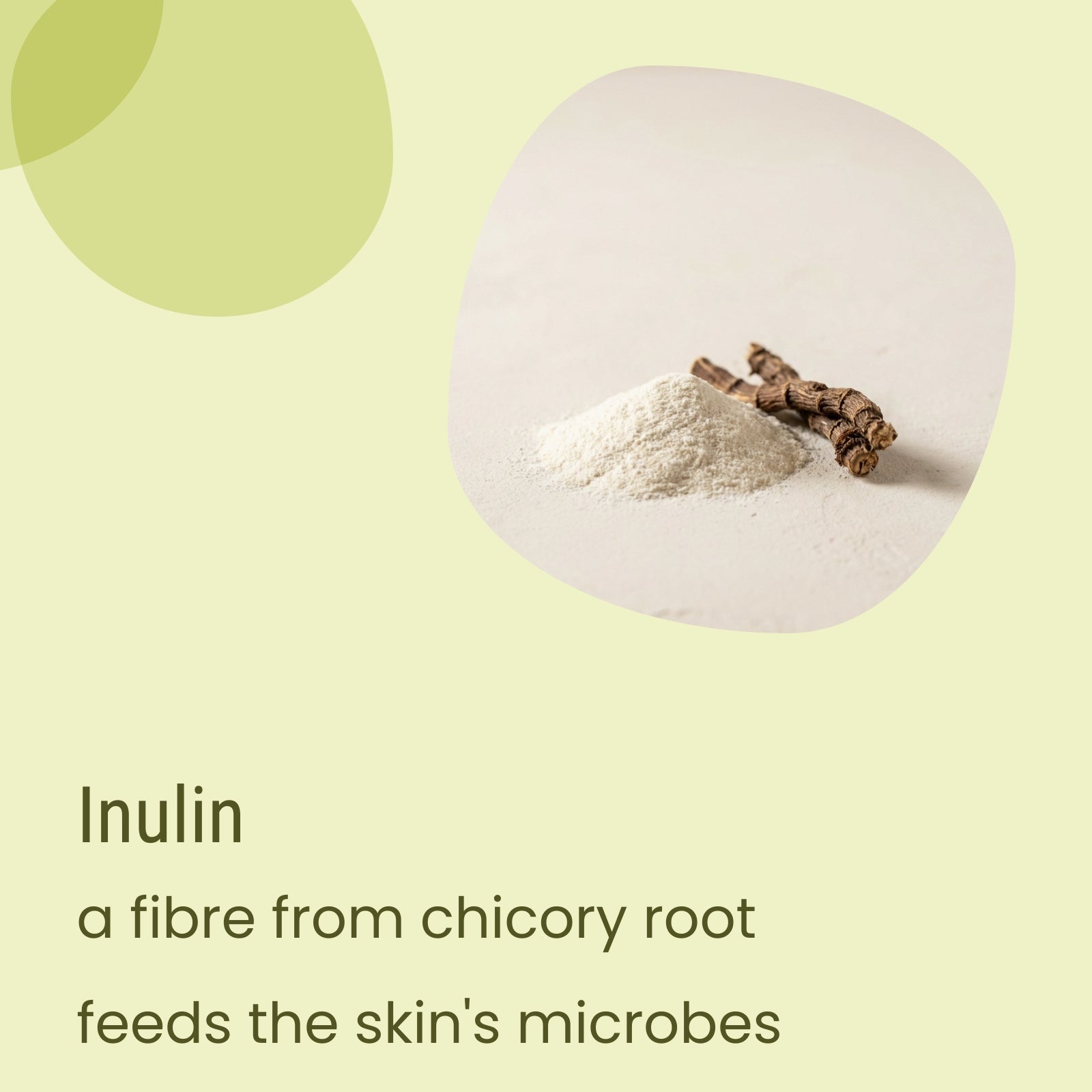 On a light surface, powdered inulin and pieces of chicory root illustrate how inulin acts as a fiber to nourish skin microbes. Biotaderm’s Flow Oily Light Moisturiser features this beneficial ingredient, pairing it with quickly absorbing plant oils for balanced skin. Its lightweight formula makes it an ideal oily skin moisturizer.