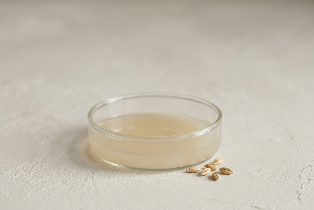 Barley, fermented for gin, then upcycled into the postbiotic in every formula.
